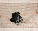 Small #3 French Bulldog