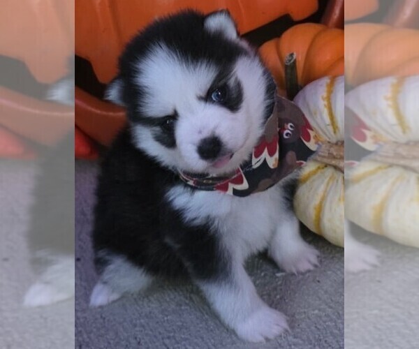Medium Photo #13 Pomsky Puppy For Sale in DELAWARE, OH, USA