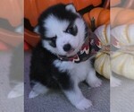 Small #12 Pomsky