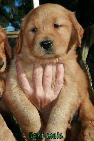 View Ad: Golden Retriever Puppy for Sale near In Northern Ireland UK