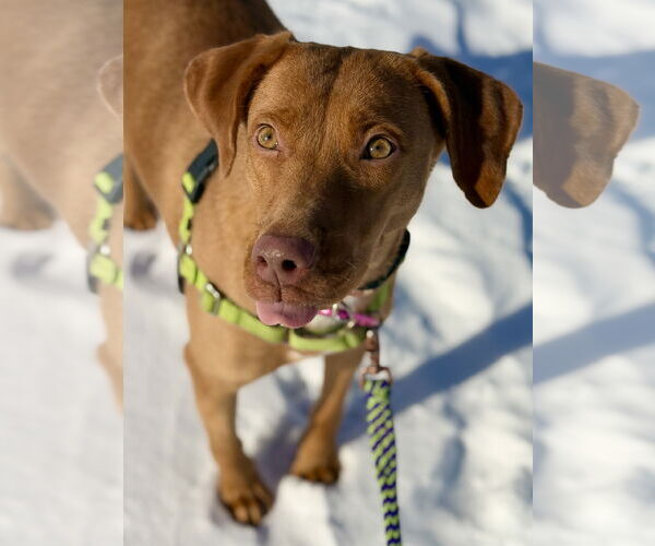 Medium Photo #1 Unknown-Vizsla Mix Puppy For Sale in West Cornwall, CT, USA