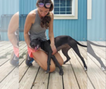 Small #6 Labrador Retriever Mix