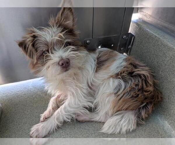 Medium Photo #1 Mutt Puppy For Sale in San Martin, CA, USA