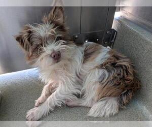 Mutt Dogs for adoption in San Martin, CA, USA