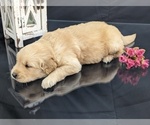 Puppy Lila Golden Retriever