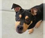 Small #2 German Shepherd Dog Mix