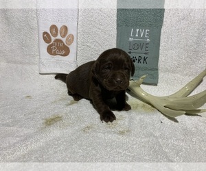 Labrador Retriever Puppy for sale in CUB RUN, KY, USA