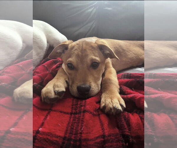 Medium Photo #6 English Mastweiler Puppy For Sale in Oro Medonte, Ontario, Canada