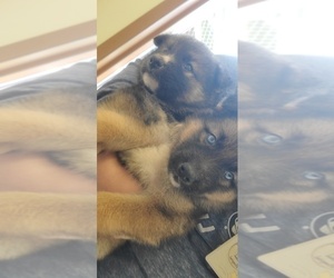 German Shepherd Dog-Siberian Husky Mix Puppy for sale in HERNDON, PA, USA