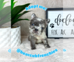 Small #5 French Bulldog