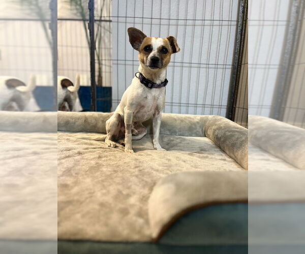 Medium Photo #6 Mutt Puppy For Sale in oakland, FL, USA
