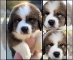 Small #5 Great Bernese