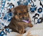 Small Photo #7 Yoranian Puppy For Sale in ELKTON, KY, USA