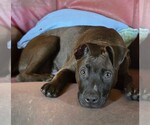Small #4 American Staffordshire Terrier-German Shepherd Dog Mix