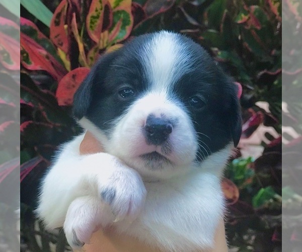 Medium Photo #1 Beagle-Papillon Mix Puppy For Sale in SARASOTA, FL, USA