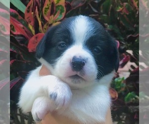 Beagle-Papillon Mix Puppy for sale in SARASOTA, FL, USA