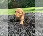Small Photo #9 Labradoodle Puppy For Sale in DURHAM, CA, USA
