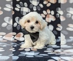 Small Photo #2 Maltipoo Puppy For Sale in LANCASTER, PA, USA