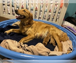 Mother of the Golden Retriever puppies born on 01/28/2022