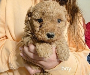 Medium Cavapoo (Miniature)