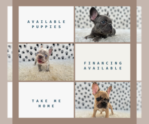 French Bulldog Puppy for sale in NEW YORK, NY, USA