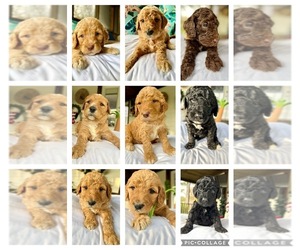 Double Doodle Puppy for sale in CHANNELVIEW, TX, USA