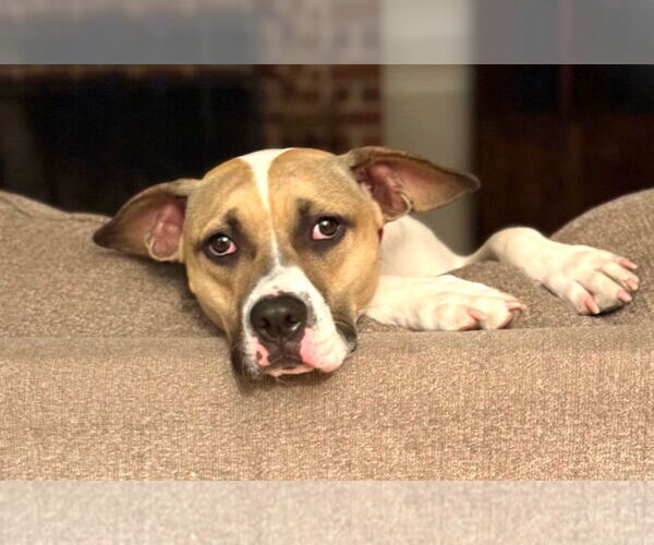 Medium Photo #2 Bogle Puppy For Sale in Plainfield, IL, USA