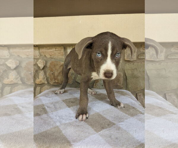 Medium Photo #2 Borador Puppy For Sale in Mt. Laurel, NJ, USA