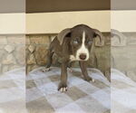Small #1 Borador