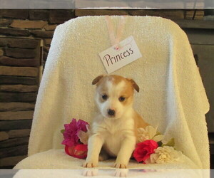 Border Collie-English Shepherd Mix Puppy for sale in SHILOH, OH, USA