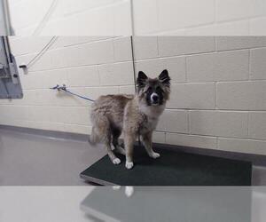 German Shepherd Dog-Samoyed Mix Dogs for adoption in Denver, CO, USA