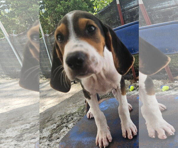 Medium Photo #2 Coonhound-Unknown Mix Puppy For Sale in Tracy City, TN, USA
