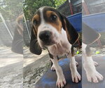Small Photo #2 Coonhound-Unknown Mix Puppy For Sale in Tracy City, TN, USA