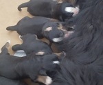Small Photo #2 Bernese Mountain Dog Puppy For Sale in NORWOOD, MO, USA