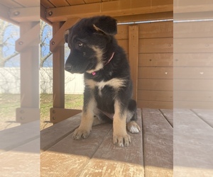 German Shepherd Dog Puppy for sale in BATTLEFIELD, MO, USA