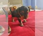 Small Photo #1 Yorkshire Terrier Puppy For Sale in SMITHFIELD, VA, USA