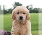 Small #3 Golden Retriever