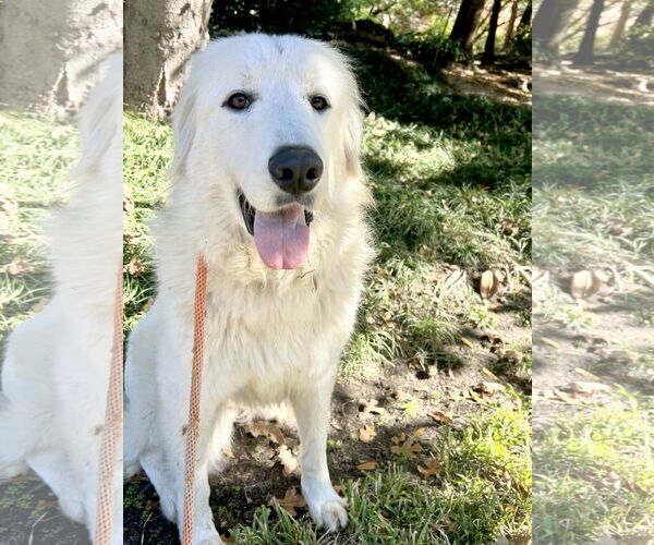 Medium Photo #4 Great Pyrenees Puppy For Sale in Spring, TX, USA