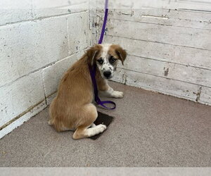 Mutt Dogs for adoption in San Bernardino, CA, USA
