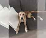 Small #4 Golden Retriever Mix