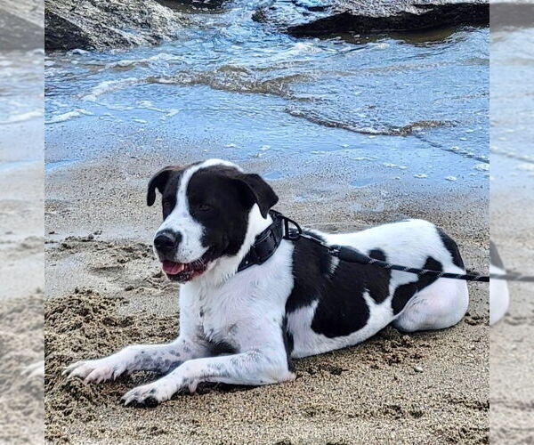 Medium Photo #4 Collie-Pointer Mix Puppy For Sale in columbia, SC, USA