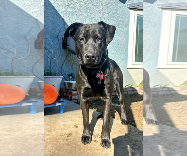 Medium Photo #1 Labrador Retriever-Unknown Mix Puppy For Sale in San Diego, CA, USA