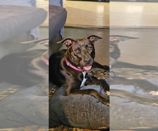 Medium Photo #12 American Pit Bull Terrier-Labrador Retriever Mix Puppy For Sale in Oak Bluffs, MA, USA