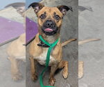 Small #3 Boxer Mix