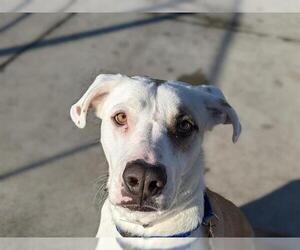 Medium Catahoula Leopard Dog Mix