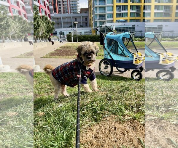 Medium Photo #2 Shih Tzu Puppy For Sale in  Ramona, CA, USA