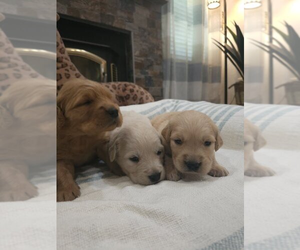 Medium Photo #5 Golden Retriever Puppy For Sale in SACRAMENTO, CA, USA