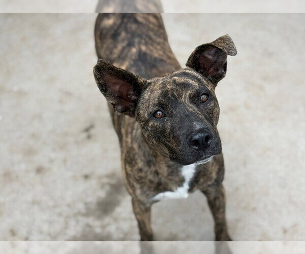 Medium Photo #1 Mutt Puppy For Sale in Tulsa, OK, USA