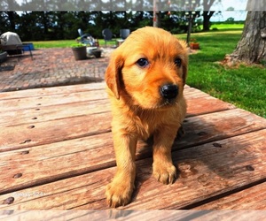 Golden Retriever Puppy for sale in LEON, KS, USA