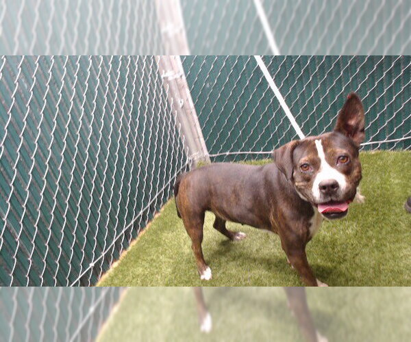 Medium Photo #1 Mutt Puppy For Sale in Downey, CA, USA